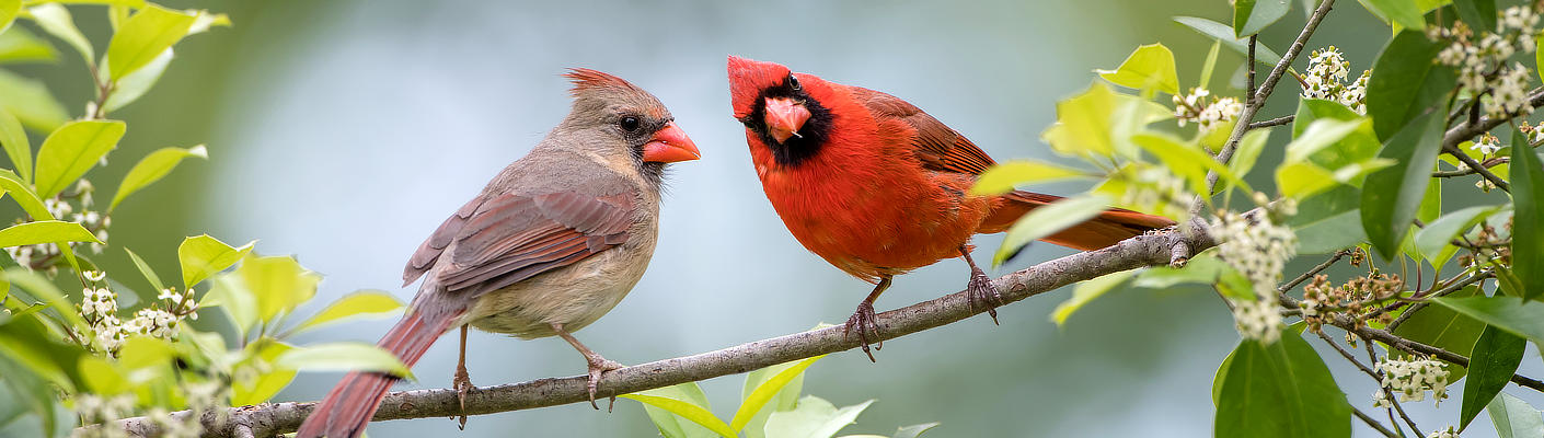 Cardinals on a Holly Tree